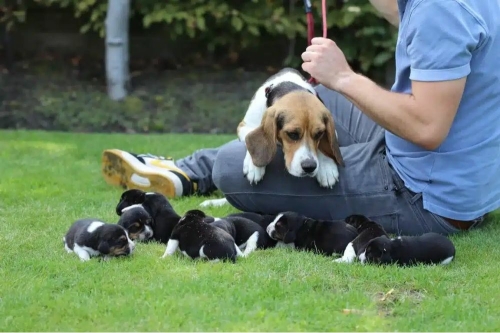 Beagle Opvoeding en Training