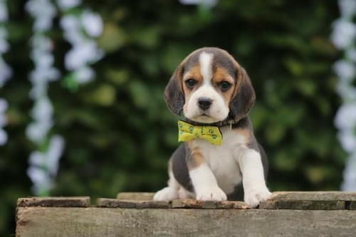 beagle