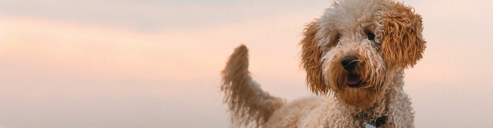 Labradoodle pup kopen