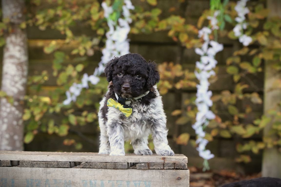 Labradoodle pup te koop