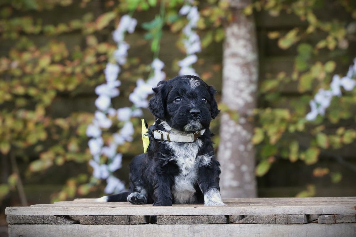 Labradoodle pup kopen