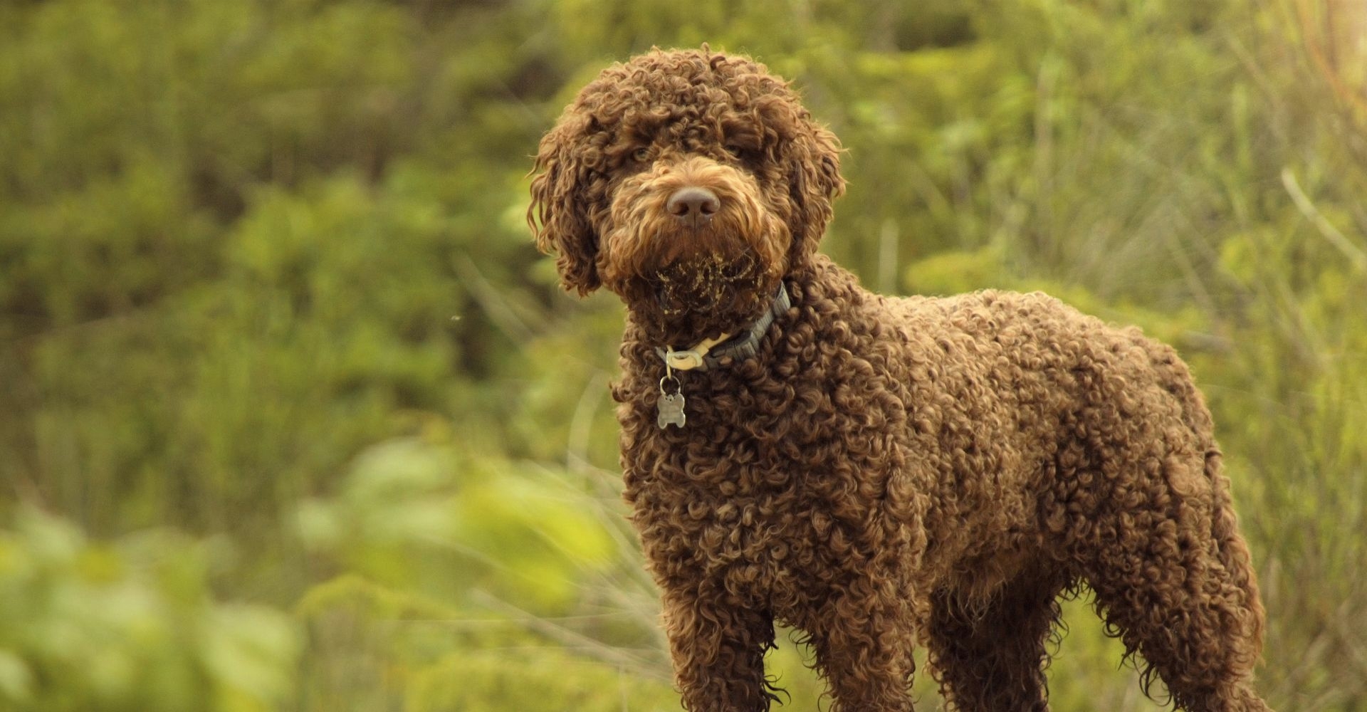 lagotto romagnolo honden
