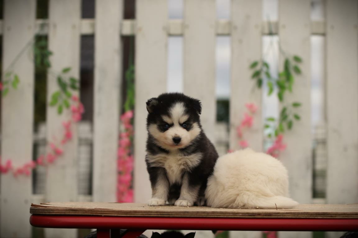 pomsky puppy te koop