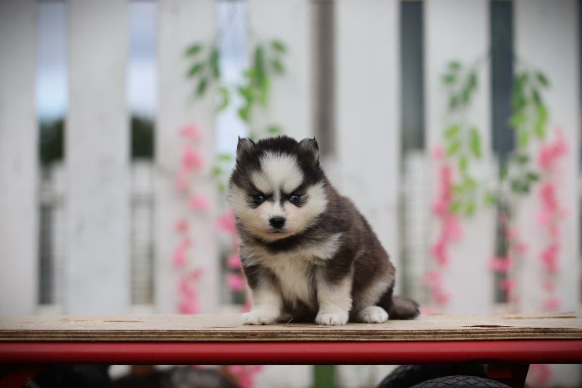 pomsky pup kopen