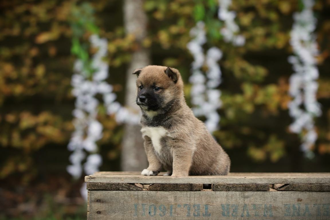 Shiba Inu pup