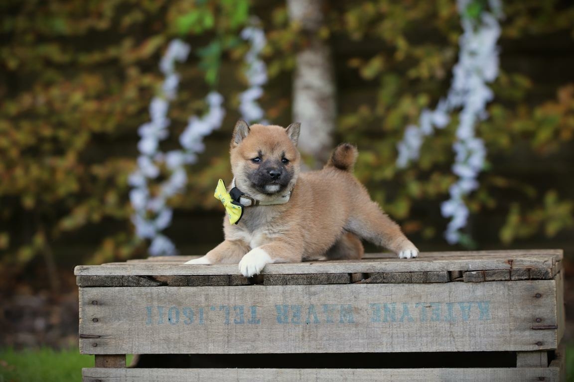 Shiba Inu pup kopen
