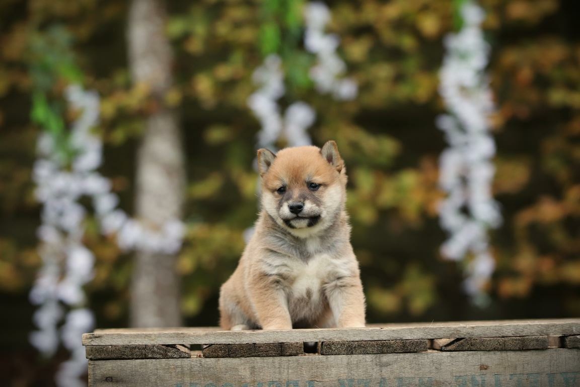 Shiba Inu te koop