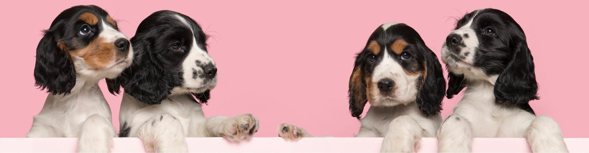 engelse cocker spaniel