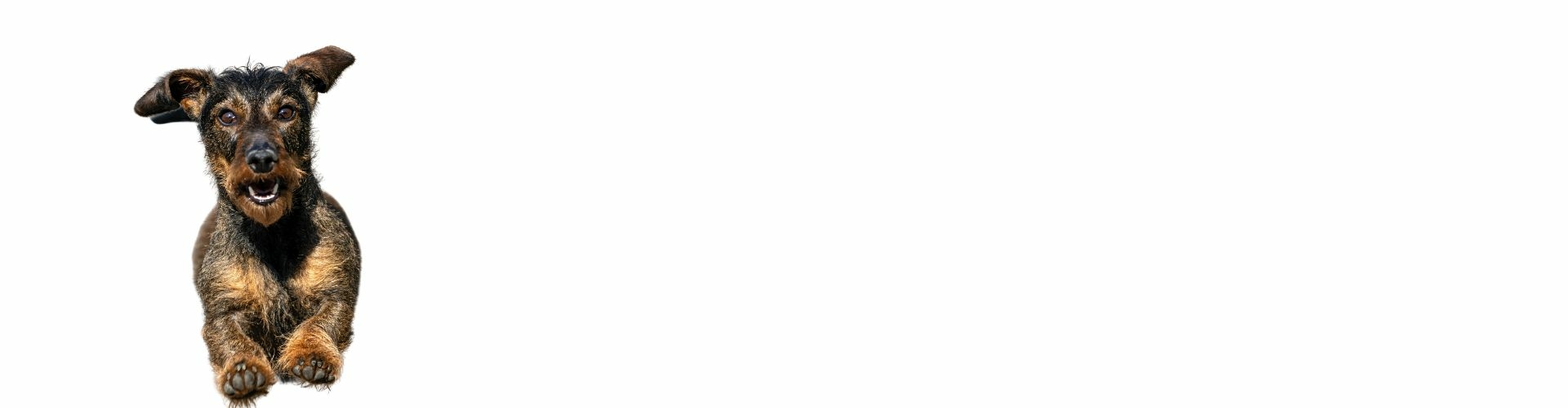 Ruwharige Dwergteckel