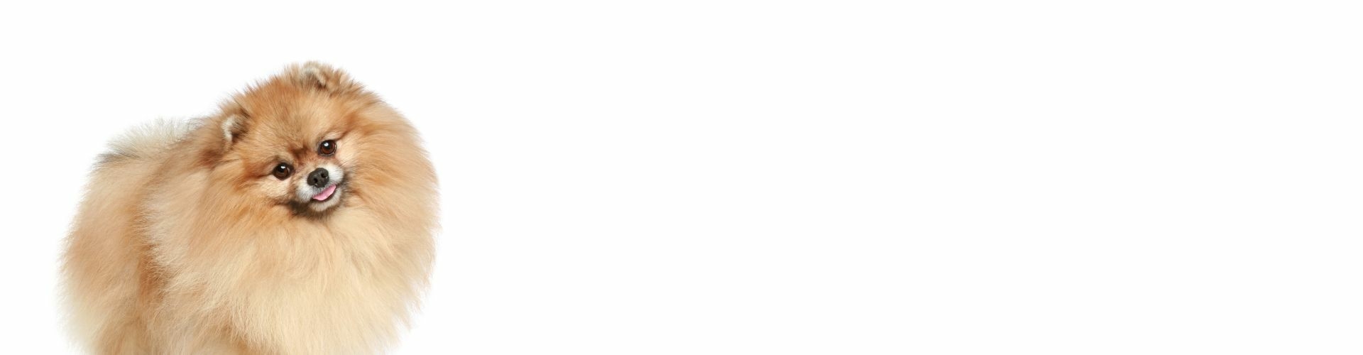 Pomeriaan puppy te koop