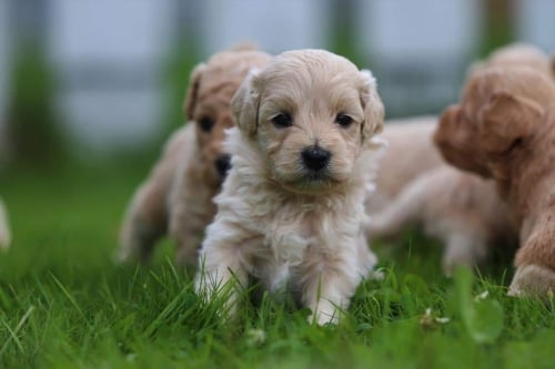Maltipoo maltipoo pup te koop