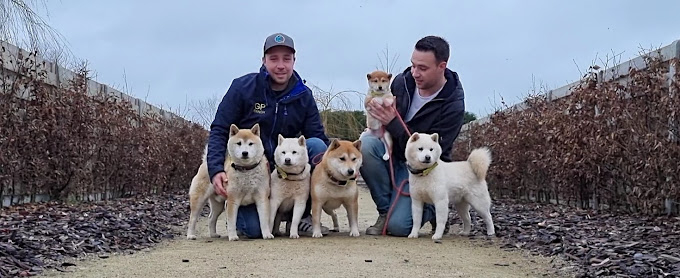 Shiba Inu puppy uit gezonde bloedlijn