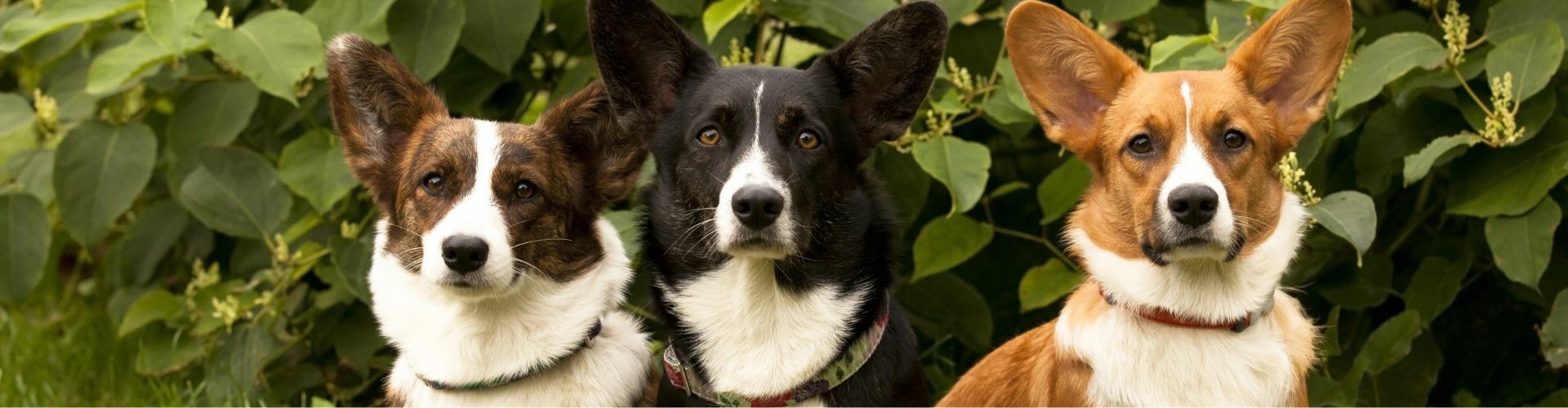 Welsh Corgi Pembroke