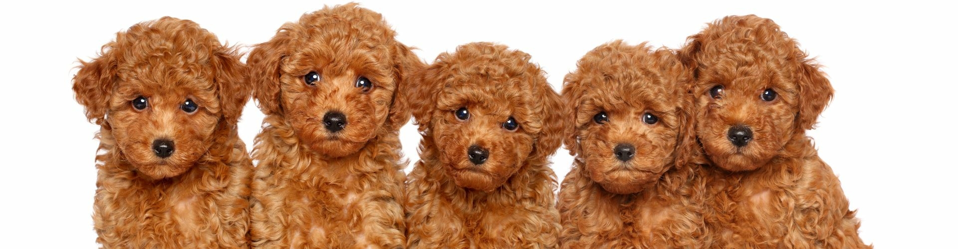 dwergpoedel pup te koop