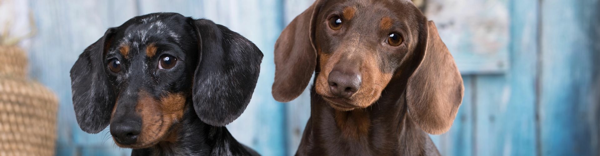 Dwergteckel Korthaar pup kopen