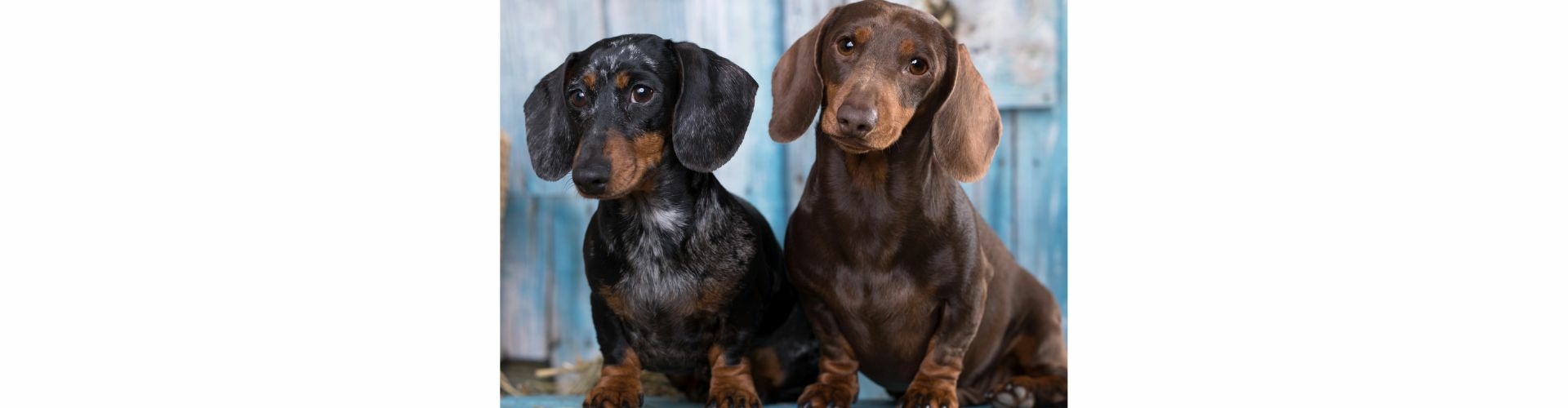 Dwergteckel Korthaar pup kopen