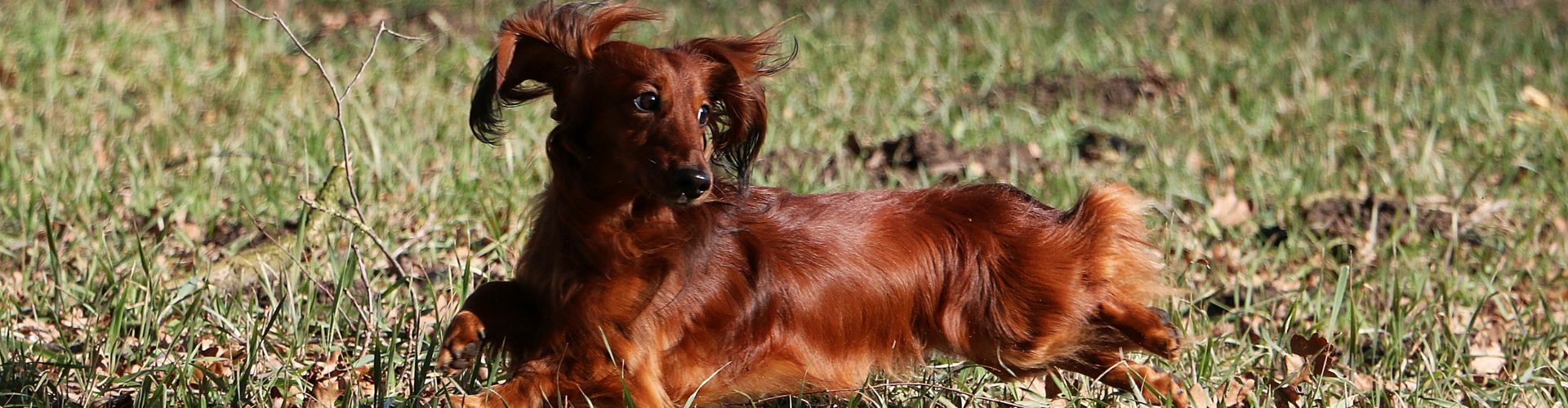 langharige teckel pup te koop