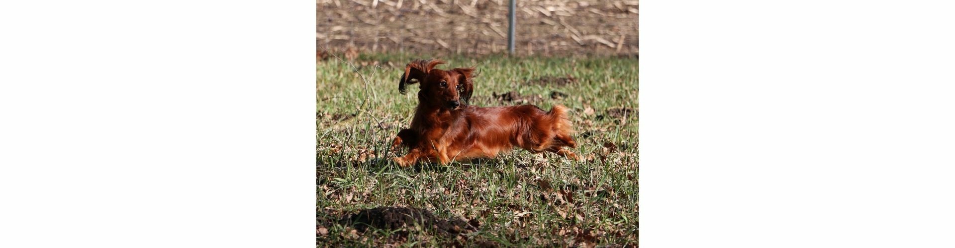 langharige teckel pup te koop