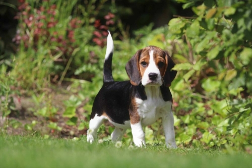 Beagle puppy prijzen