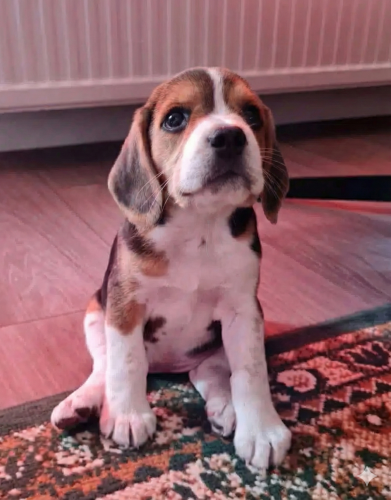 beagle luna