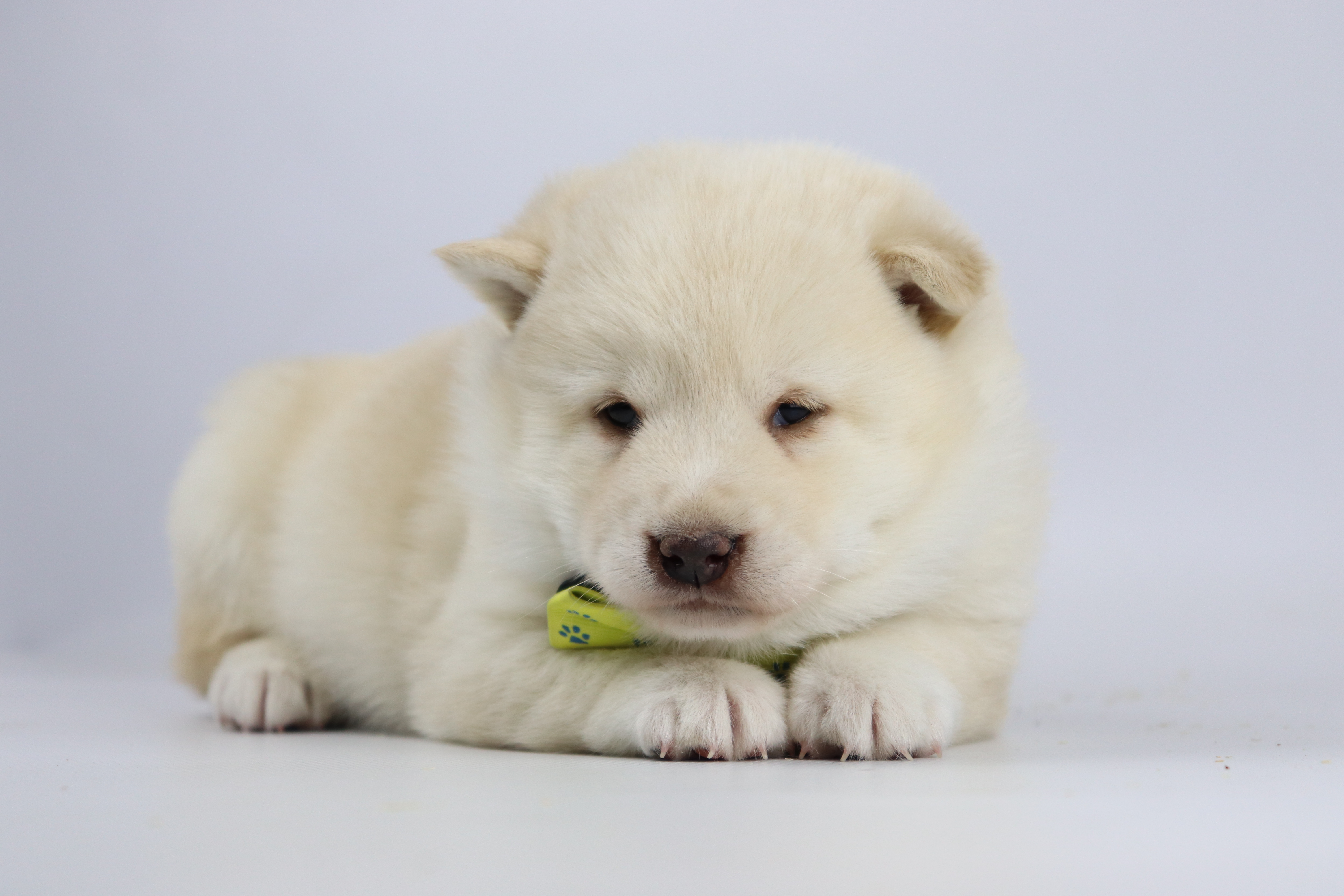 Belgische Shiba Inu pup met creme vacht