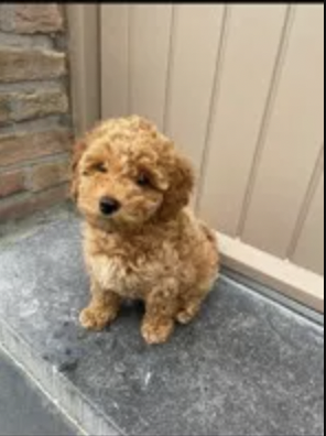 Dwergpoedel – Fleurke