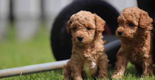 Dwergpoedel pups te koop