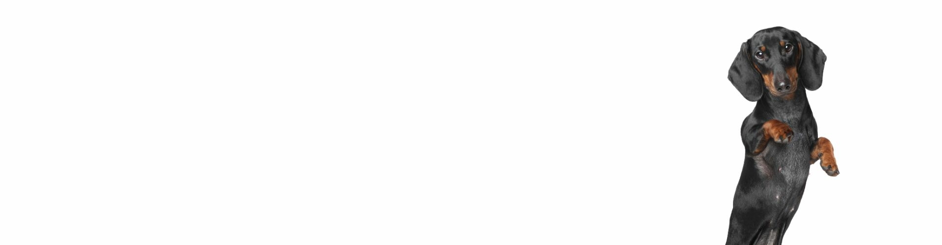 Dwergteckel Korthaar