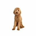 Goldendoodle