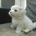 maltezer puppy te koop