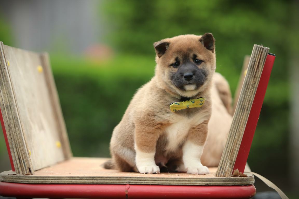 Shiba Inu pup eten en beloningen