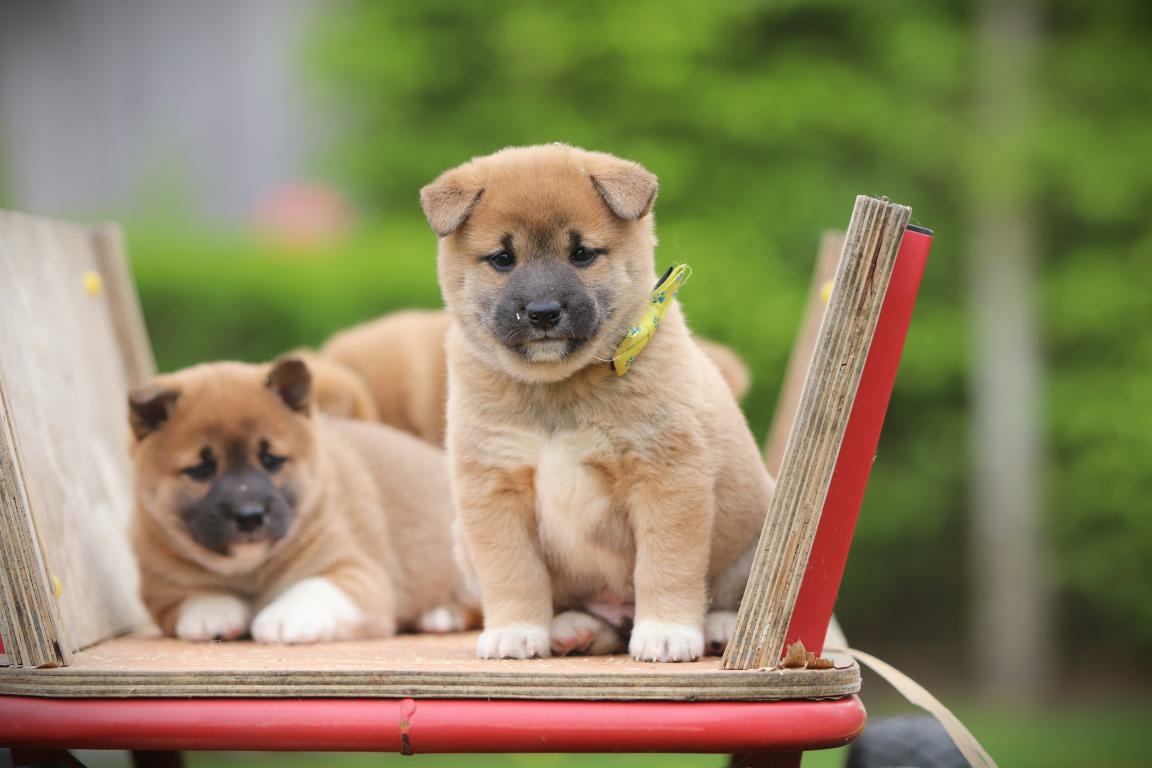 Shiba Inu beweging met mentale uitdaging