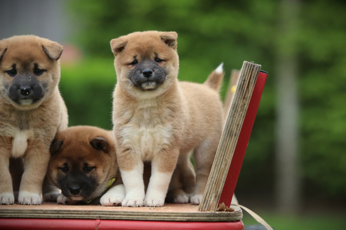 Belgische Shiba Inu pup met correcte begeleiding