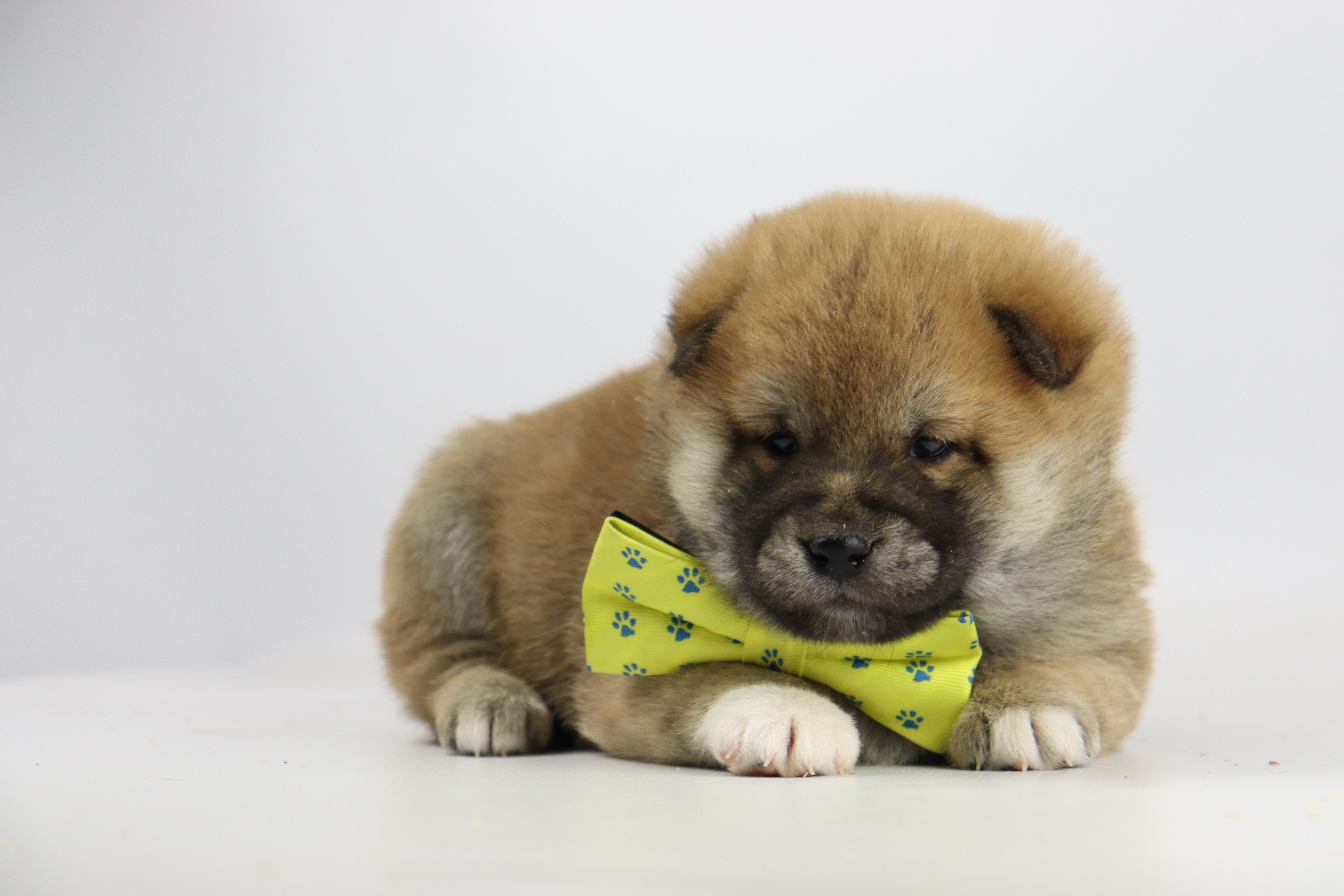 Kostprijs Shiba Inu puppy bij Woefkesranch
