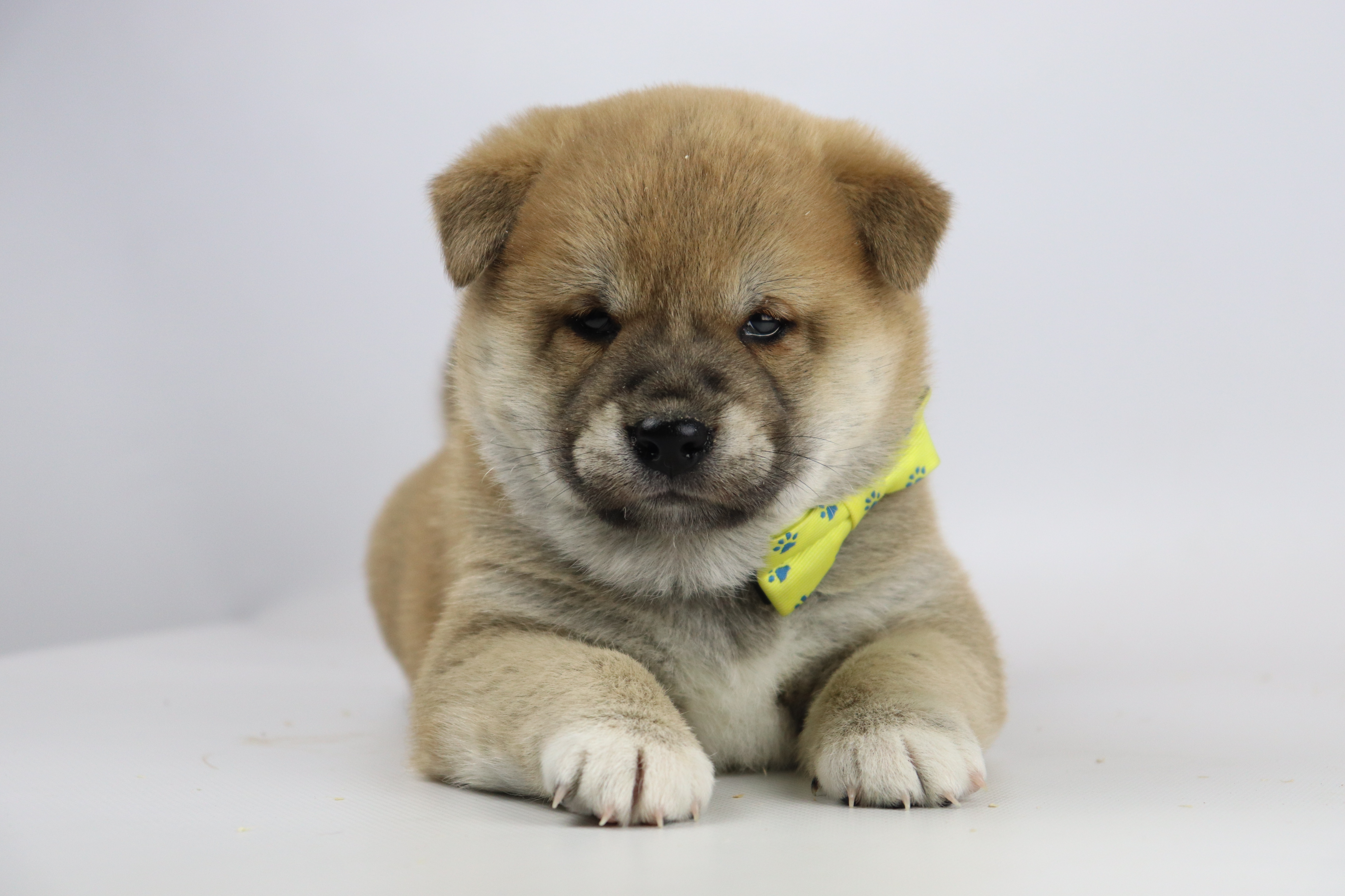 Shiba Inu pup kopen met advies over verzorging