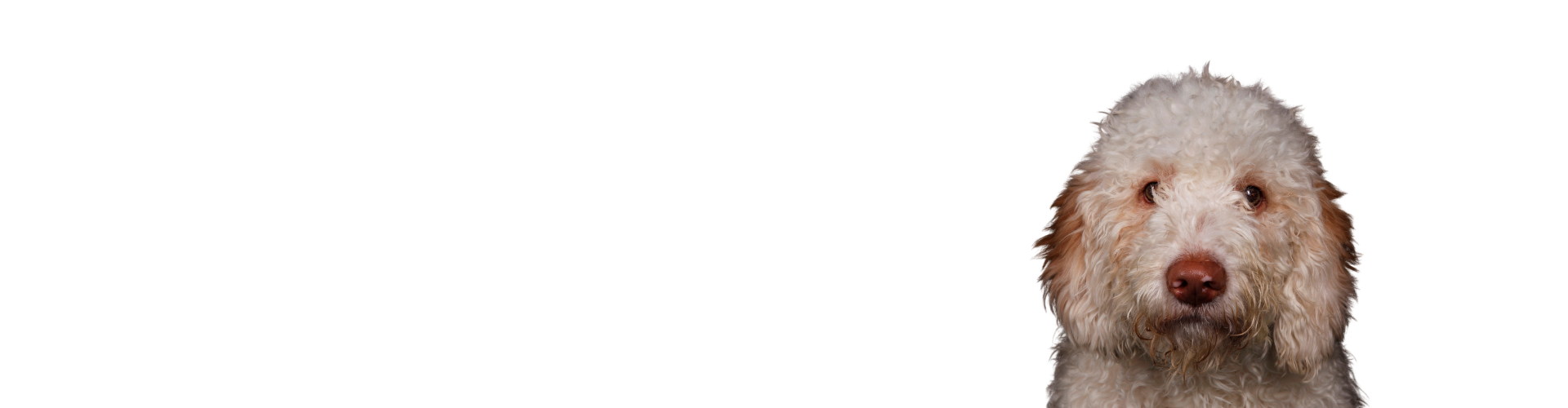 lagotto romagnolo pups te koop