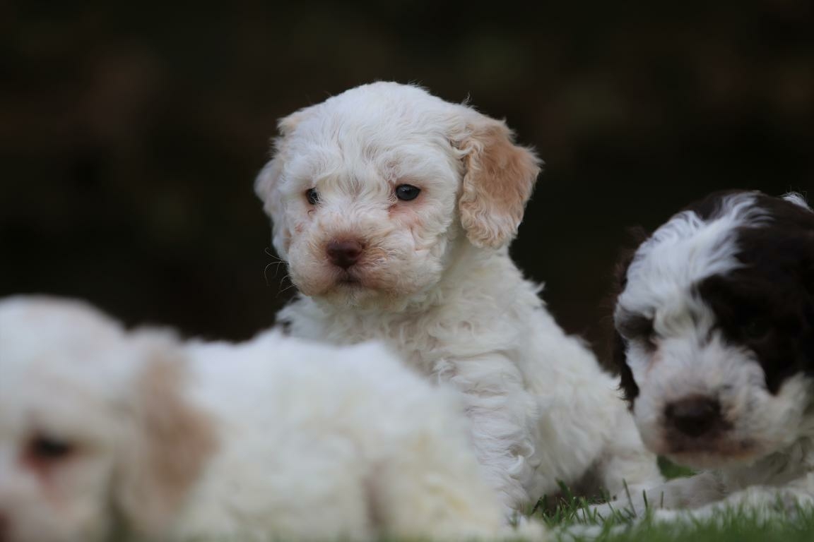 Lagotto Romagnolo