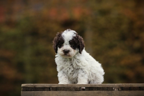 Lagotto Romagnolo lagotto romagnolo pups te koop