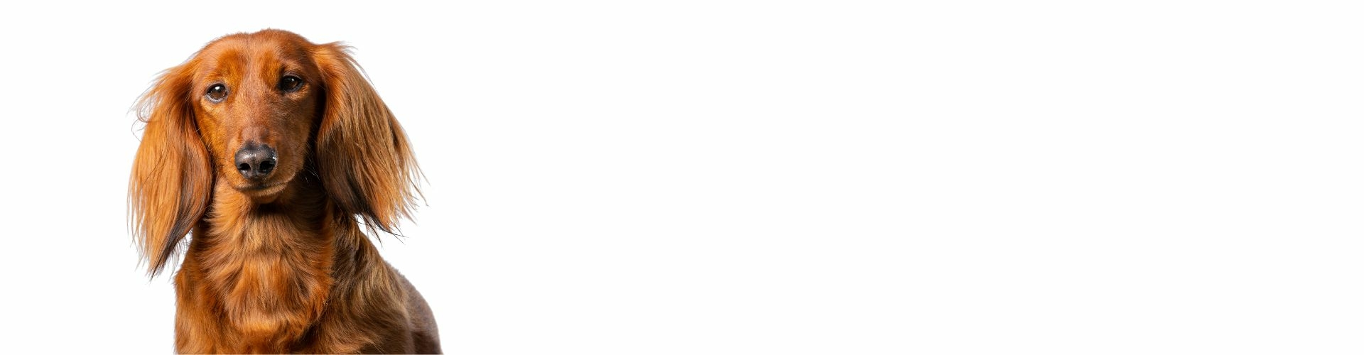 langharige teckel kopen