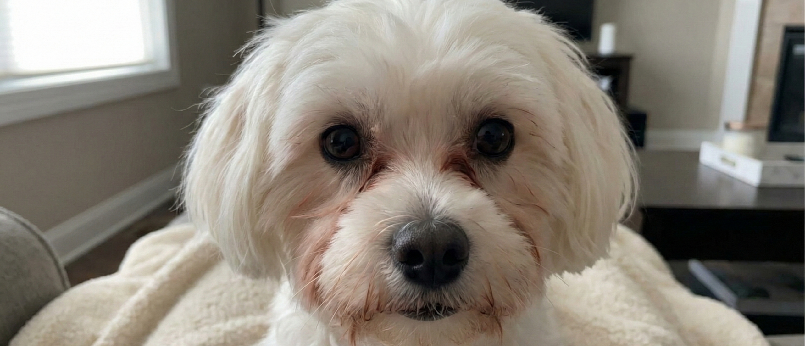 maltezer met traanstrepen