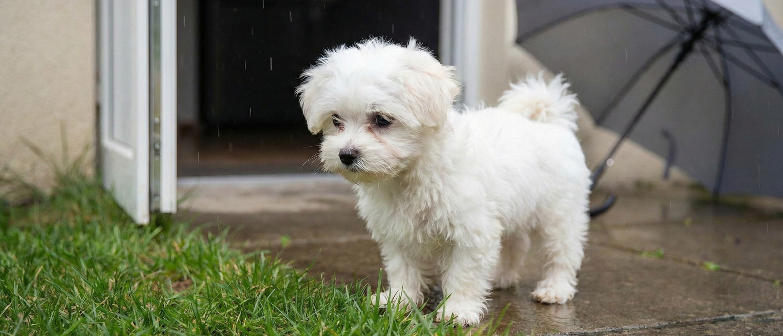 maltezer zindelijkheid training