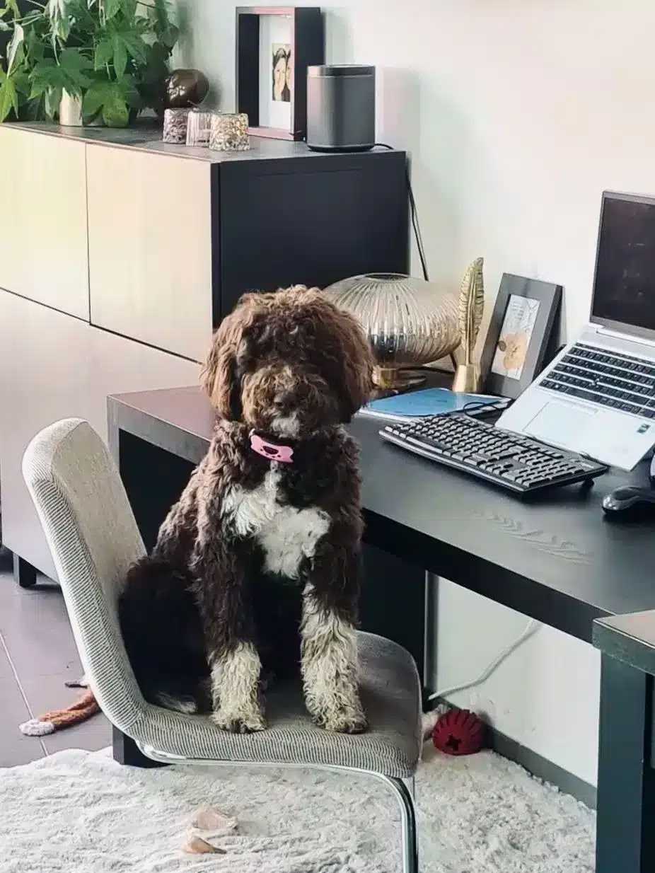Lagotto Romagnolo