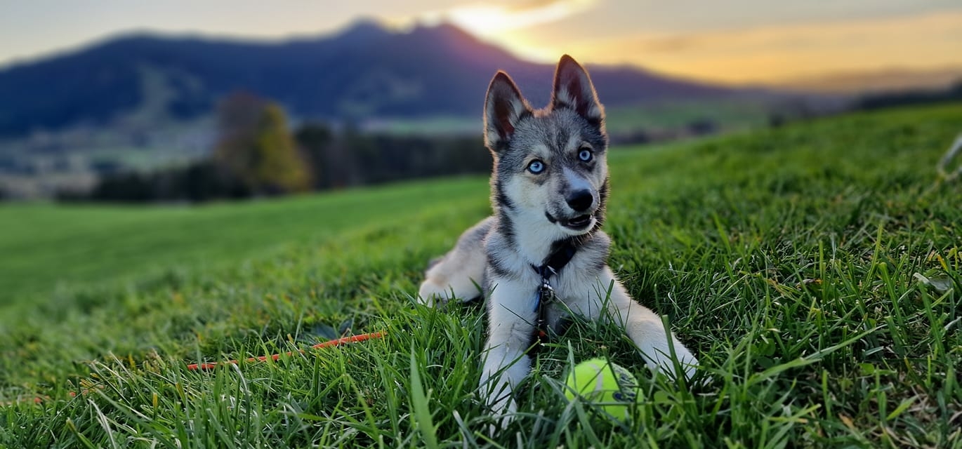 pomsky belgie nederland pomsky belgie nederland