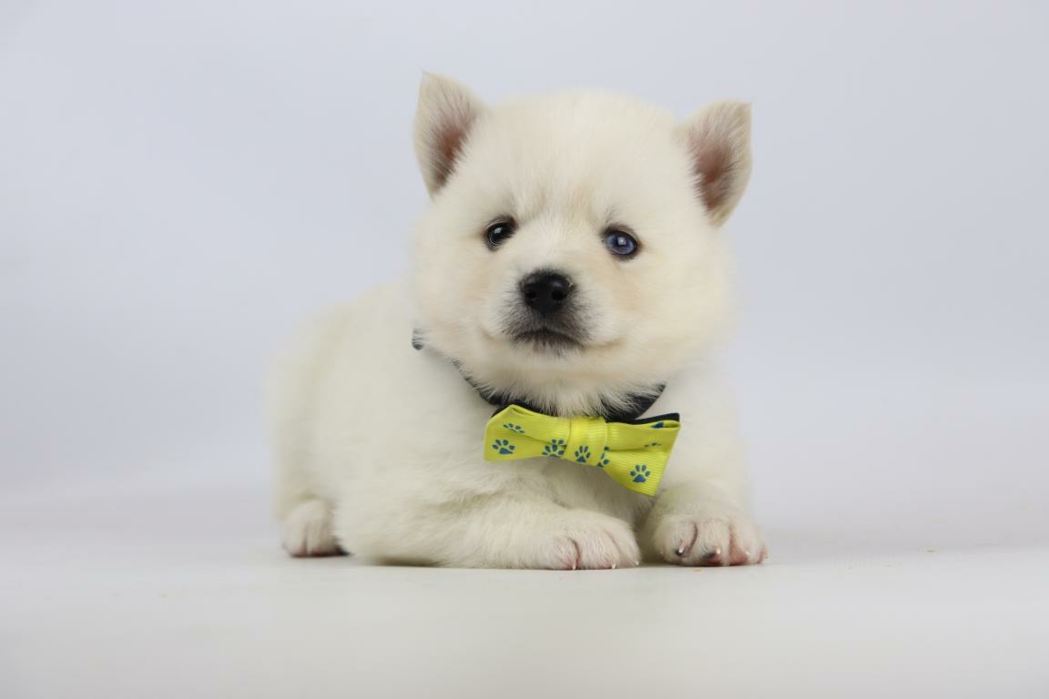pomsky eerste hond pomsky eerste hond