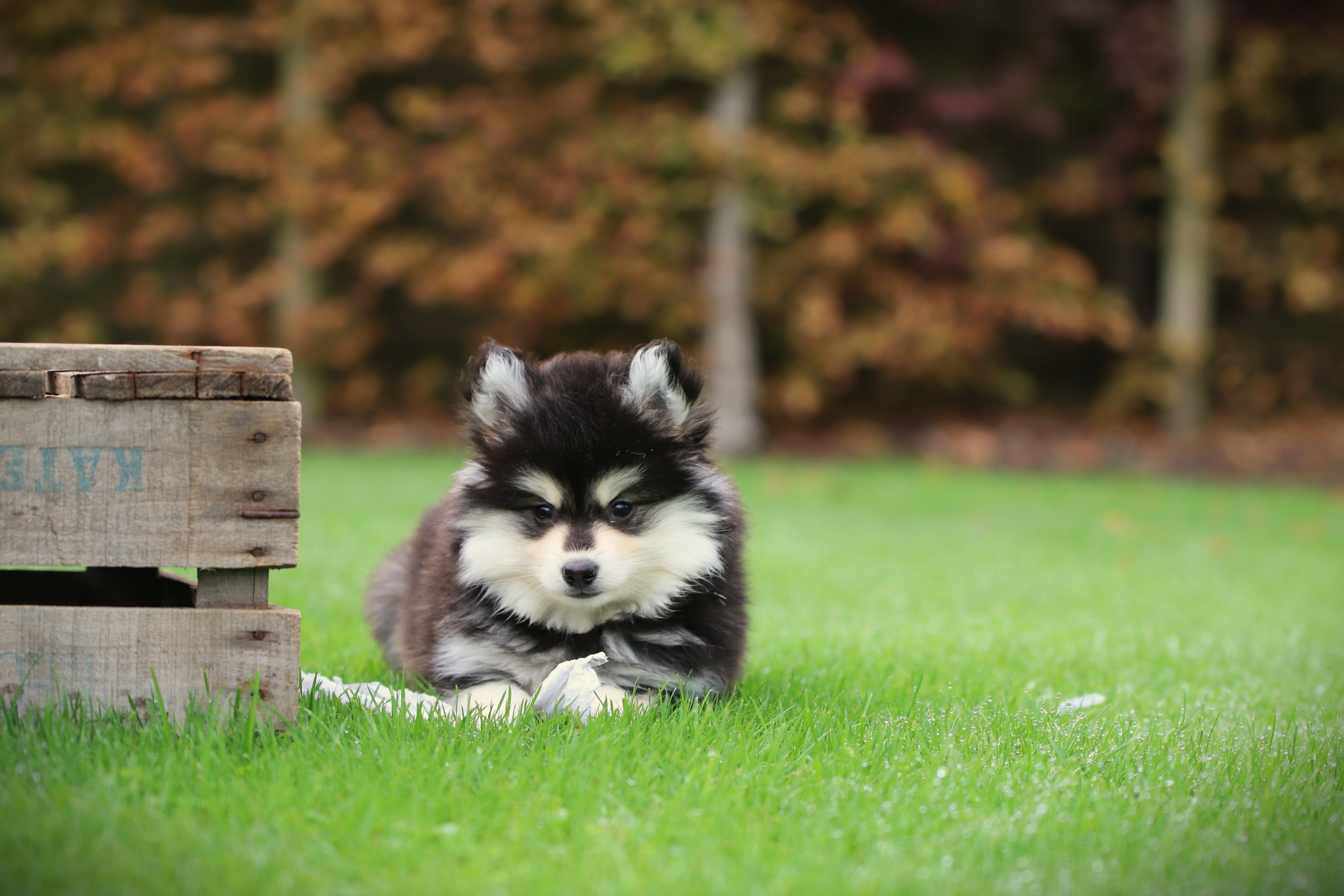 Pomsky pup prijs en waarde van goede begeleiding Pomsky pup prijs en waarde van goede begeleiding