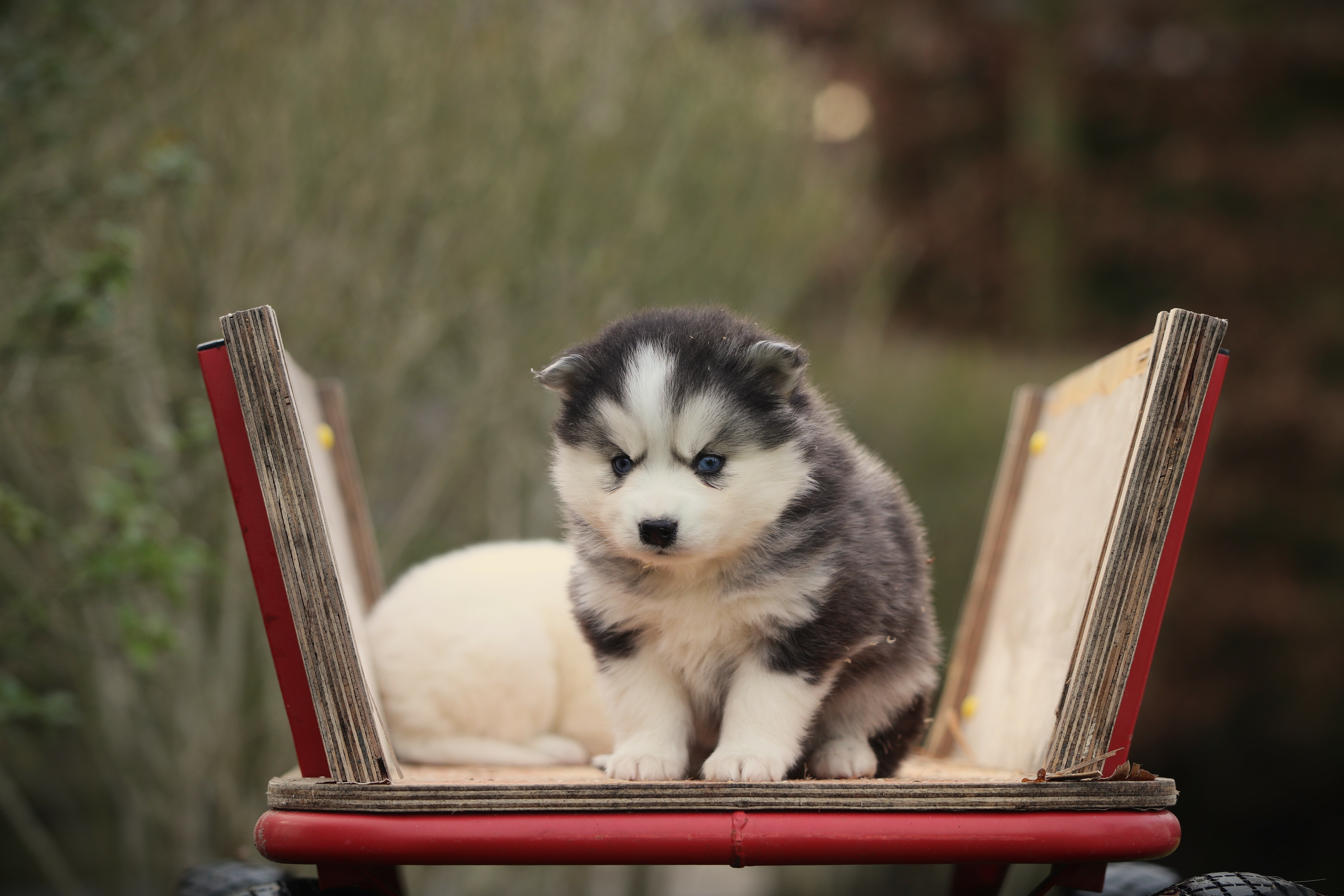 Pomsky pup met levendig en slim karakter
