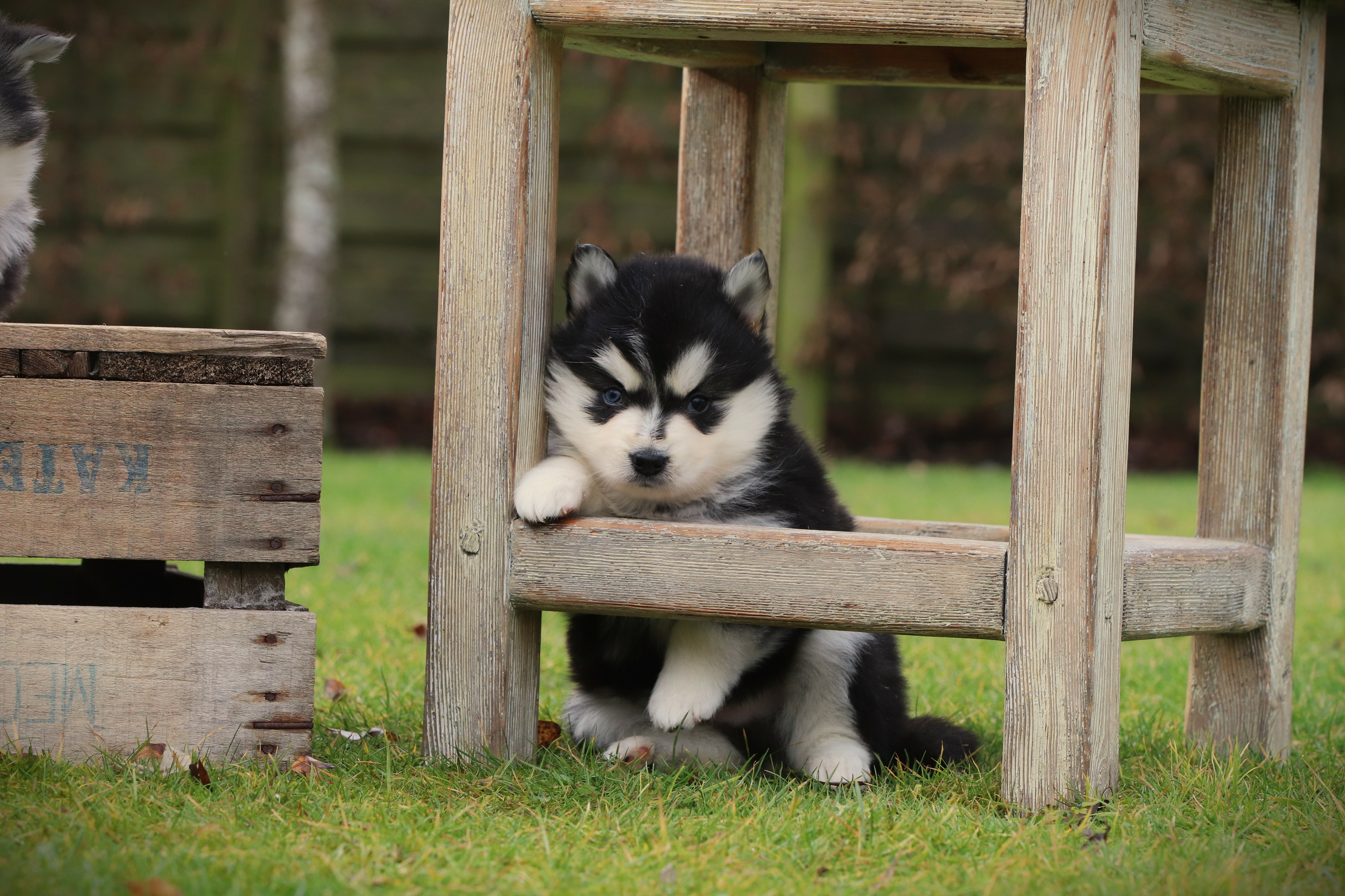 Pomsky pup die rustig leert samenleven in het gezin Pomsky pup die rustig leert samenleven in het gezin