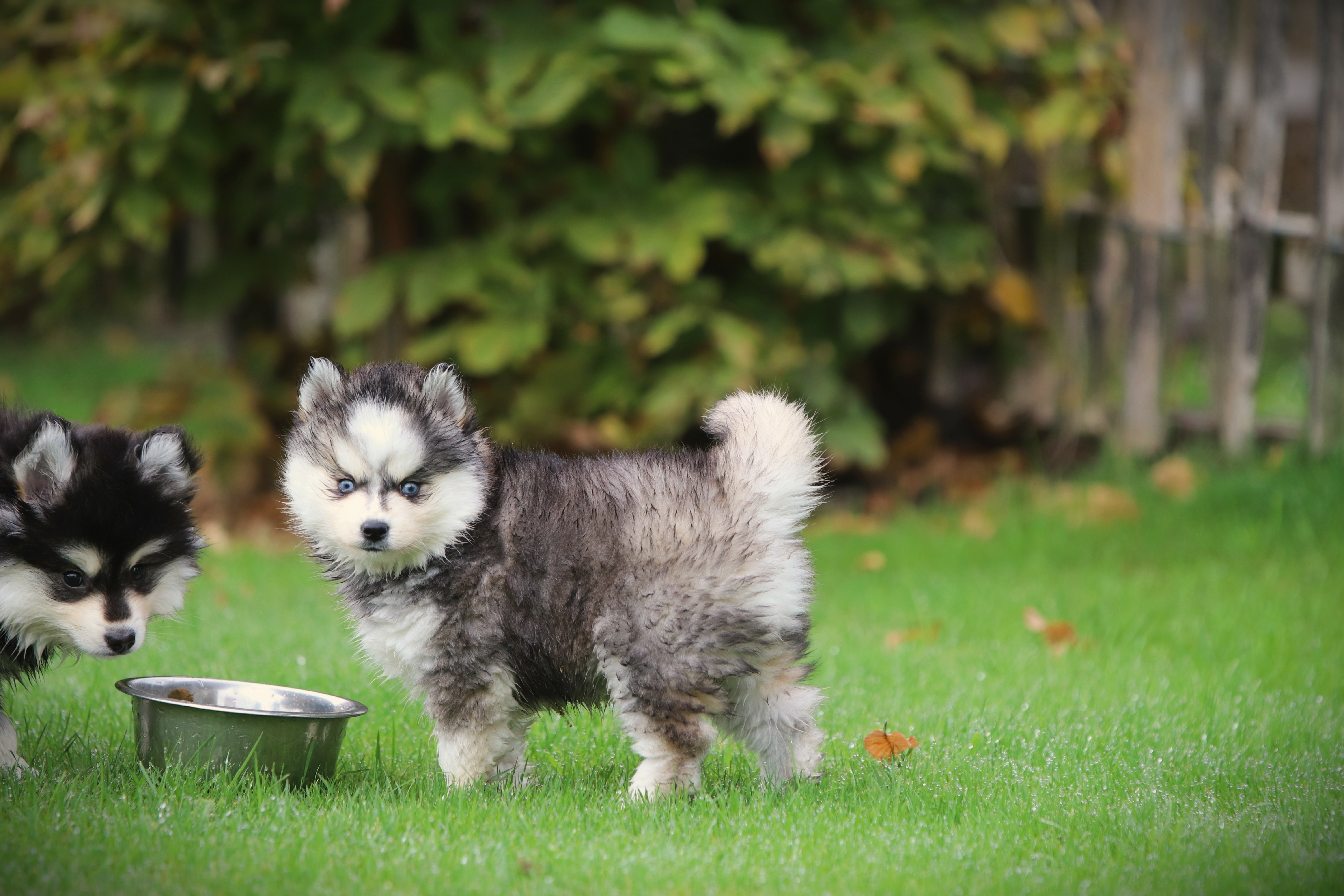 Pomsky pup voor Nederlandse en Belgische gezinnen Pomsky pup voor Nederlandse en Belgische gezinnen
