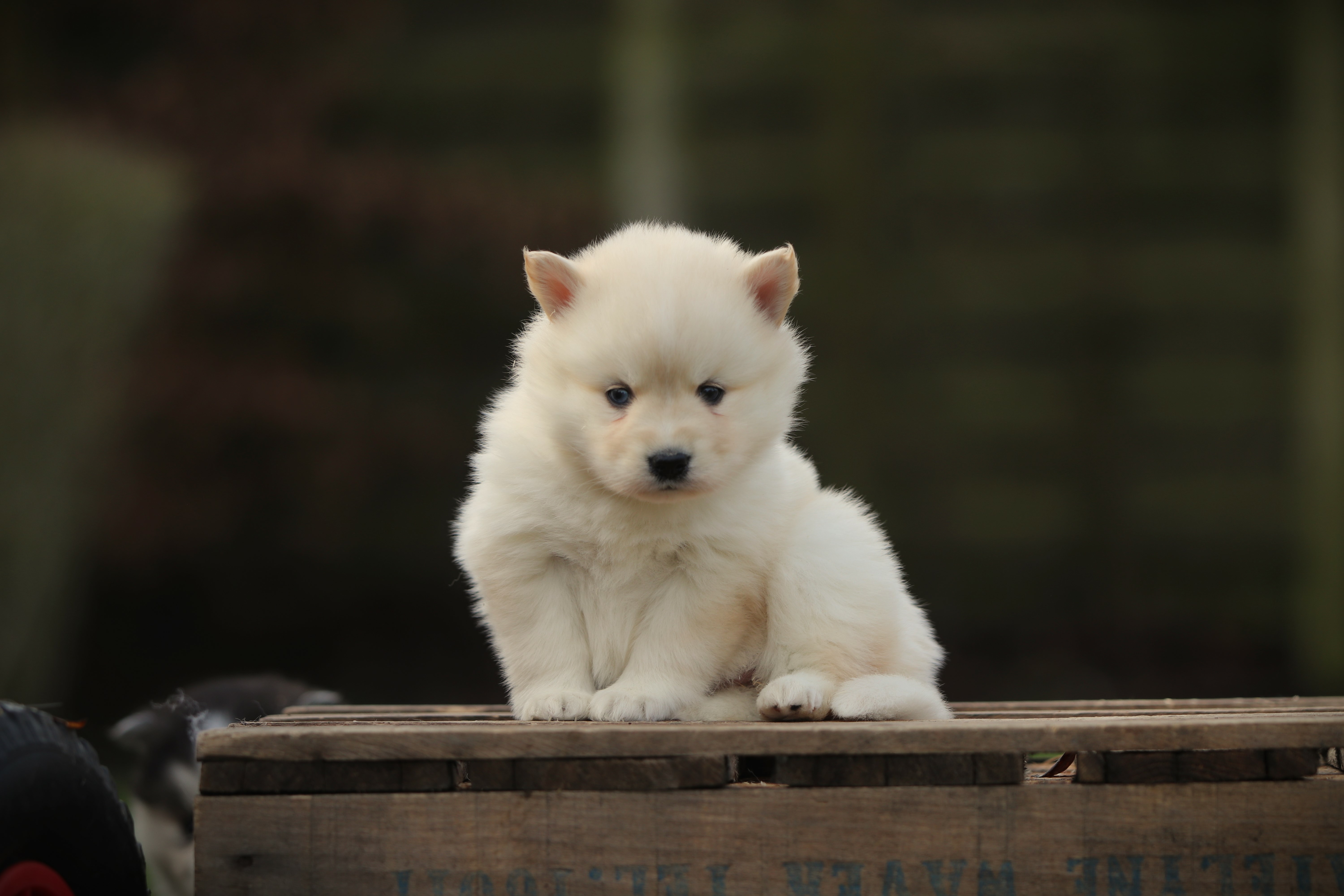 Pomsky pup als eerste hond met rustige begeleiding Pomsky pup als eerste hond met rustige begeleiding