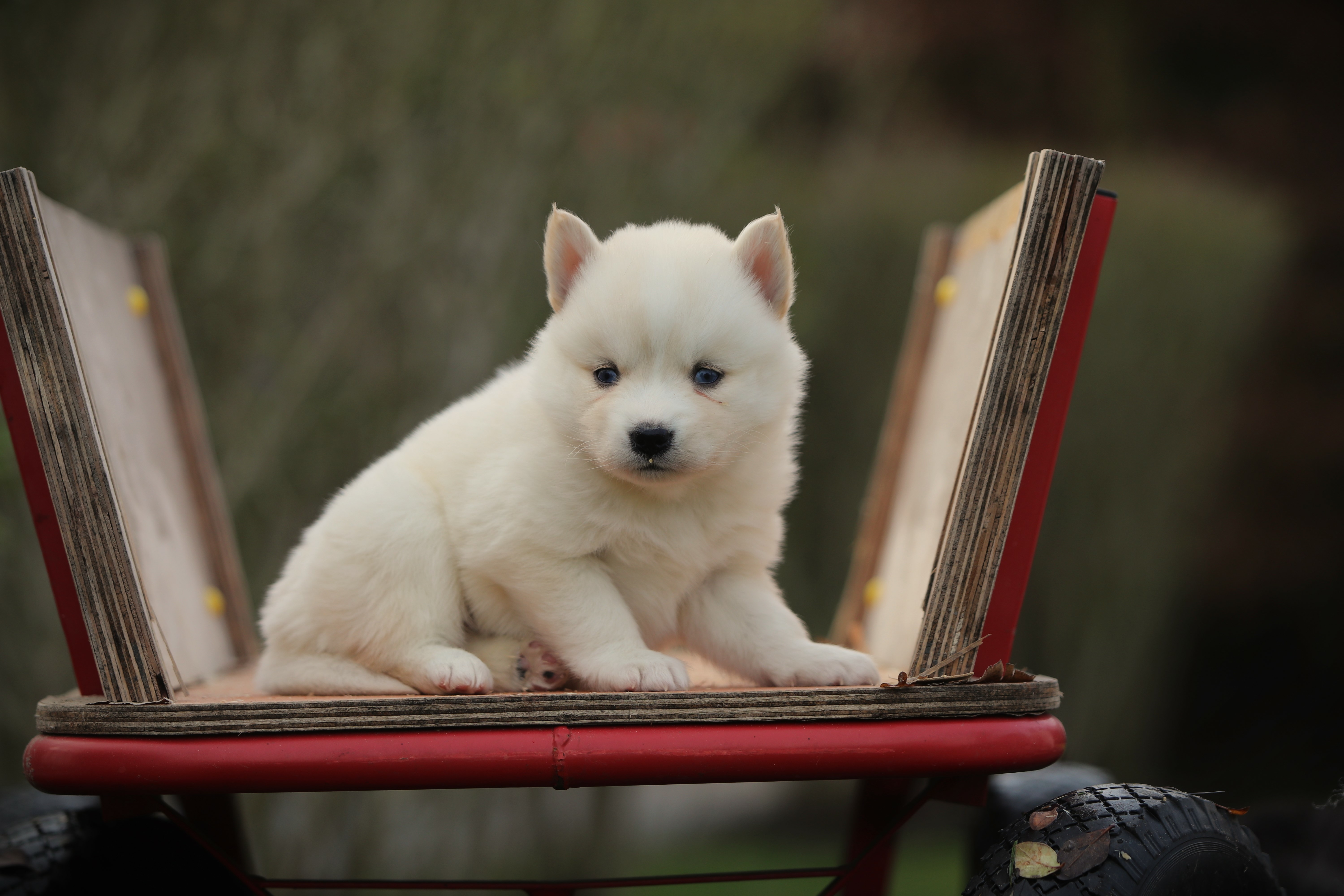 Pomsky pup uit eigen kwekerij bij Woefkesranch